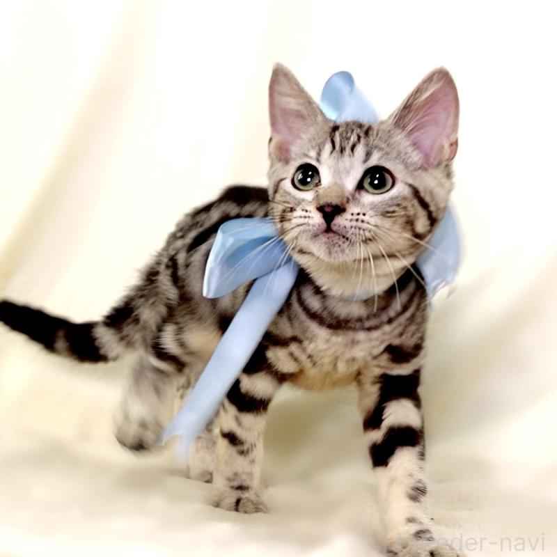 販売中の栃木県のマンチカン-127031の6枚目