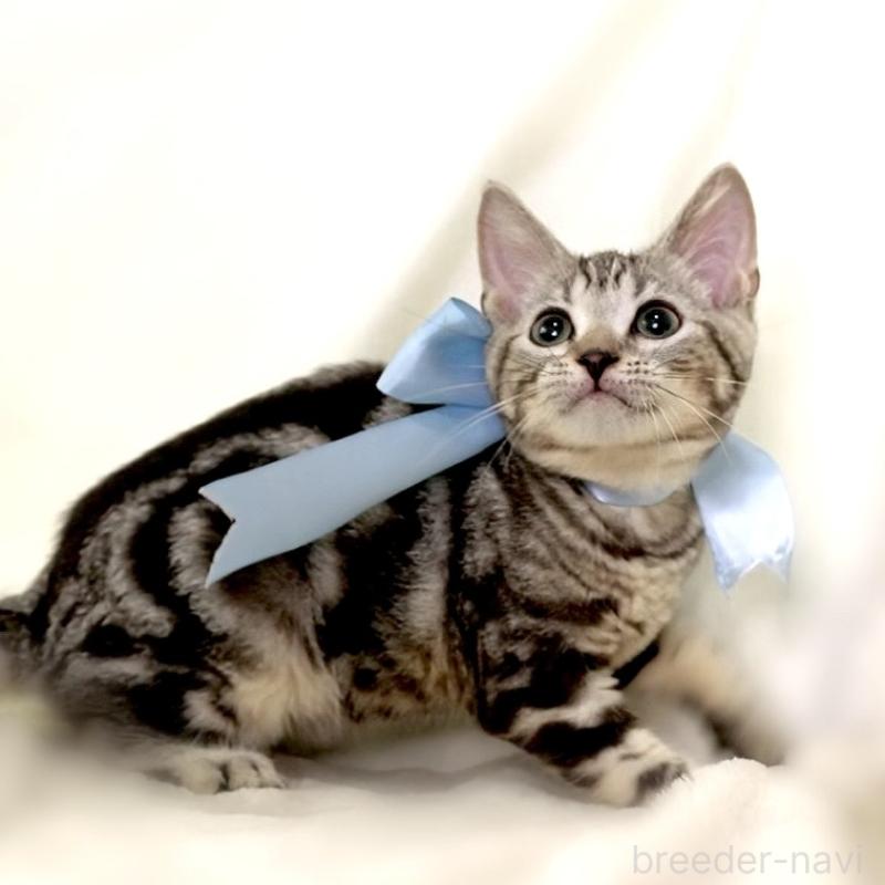 販売中の栃木県のマンチカン-127031の5枚目