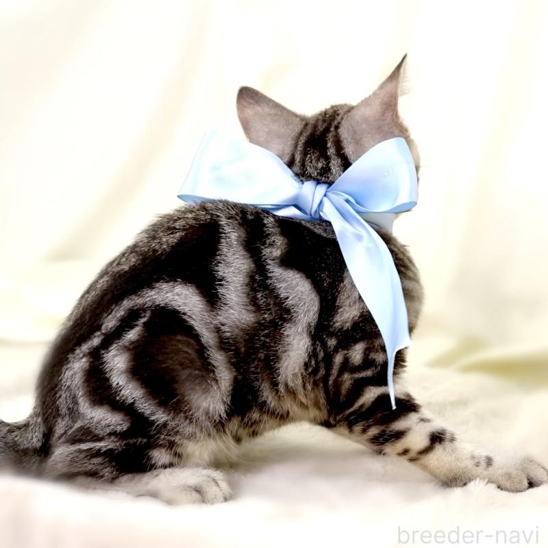 販売中の栃木県のマンチカン-127031の4枚目