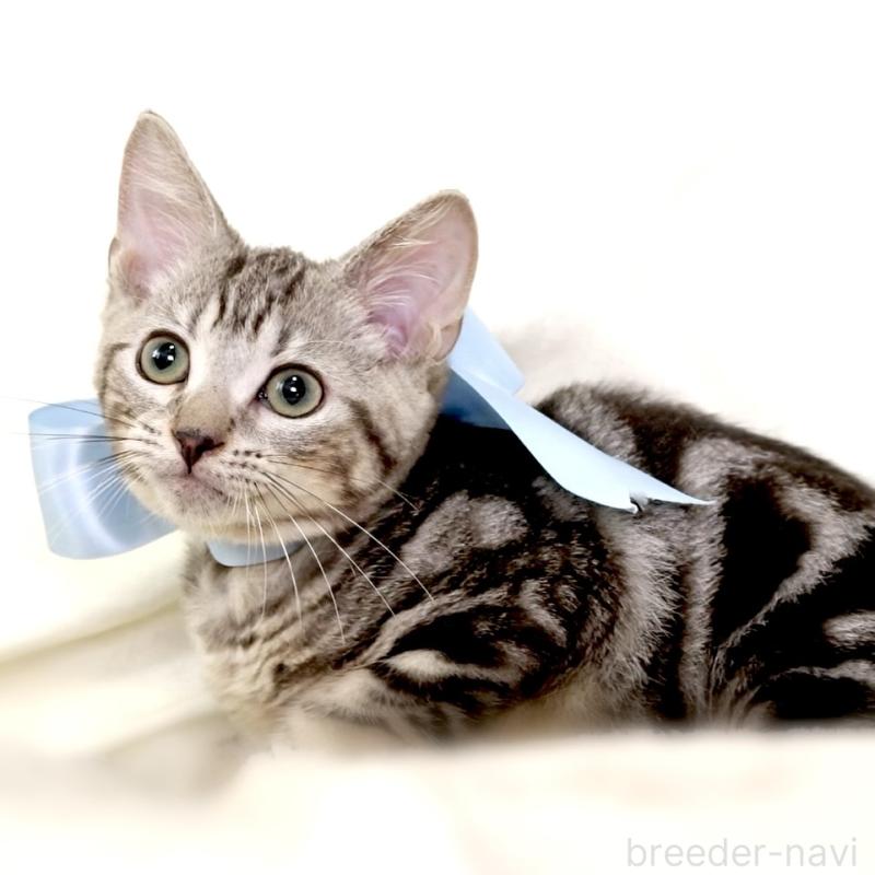 販売中の栃木県のマンチカン-127031の3枚目