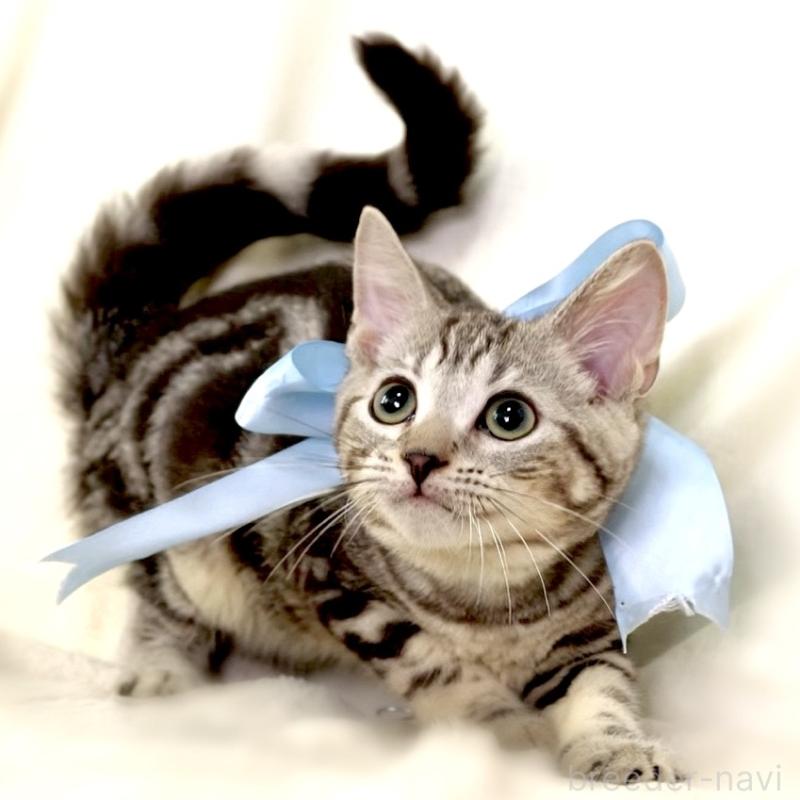 販売中の栃木県のマンチカン-127031の2枚目