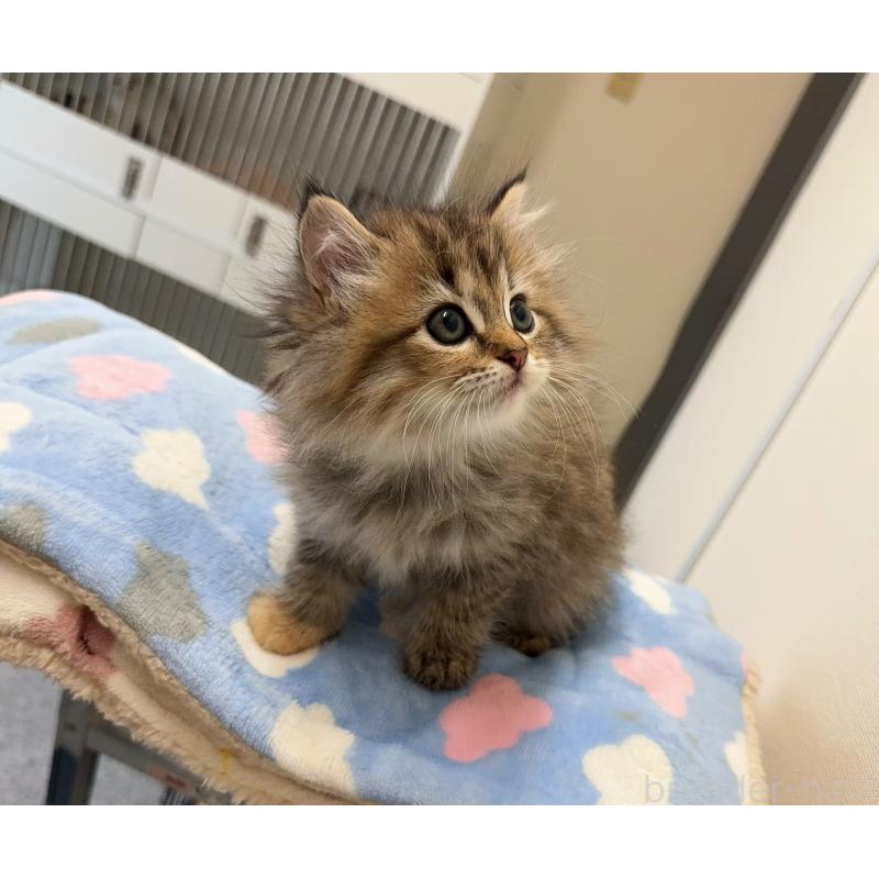 成約済の静岡県のミヌエット-127120の5枚目