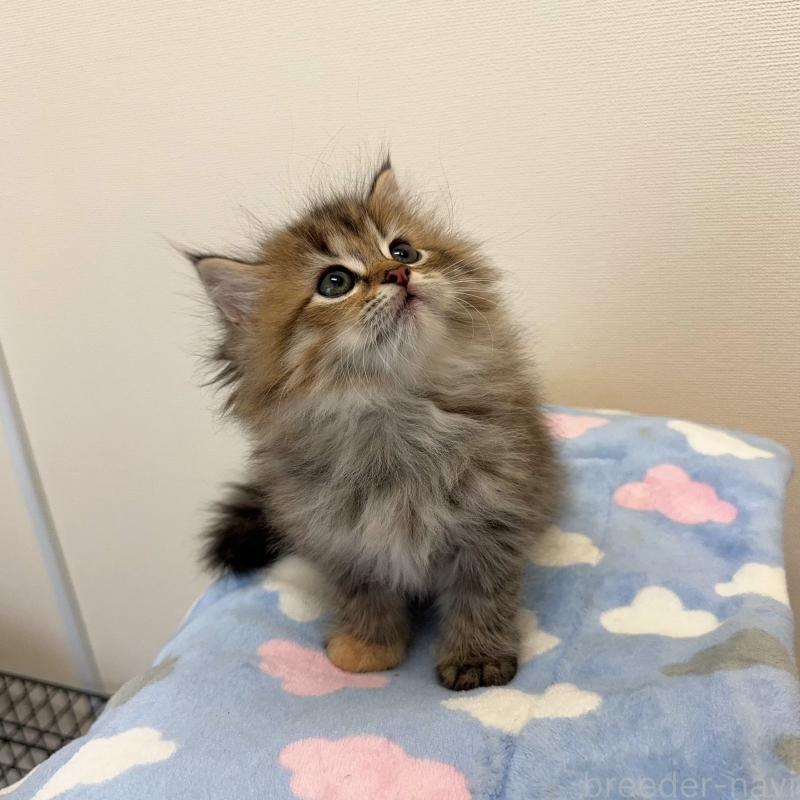 成約済の静岡県のミヌエット-127120の4枚目