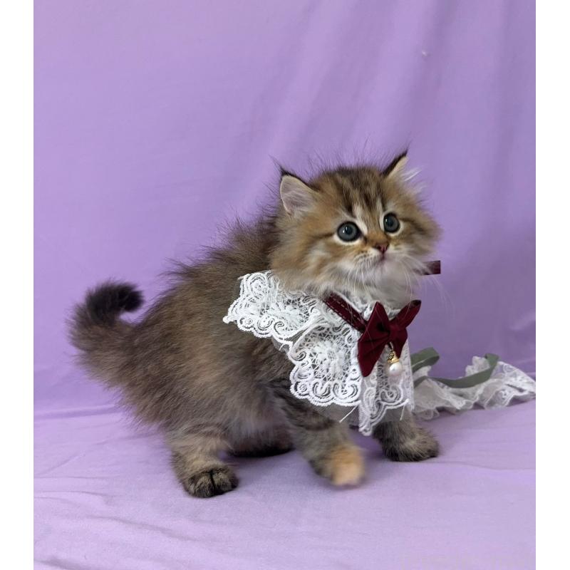 成約済の静岡県のミヌエット-127120の3枚目