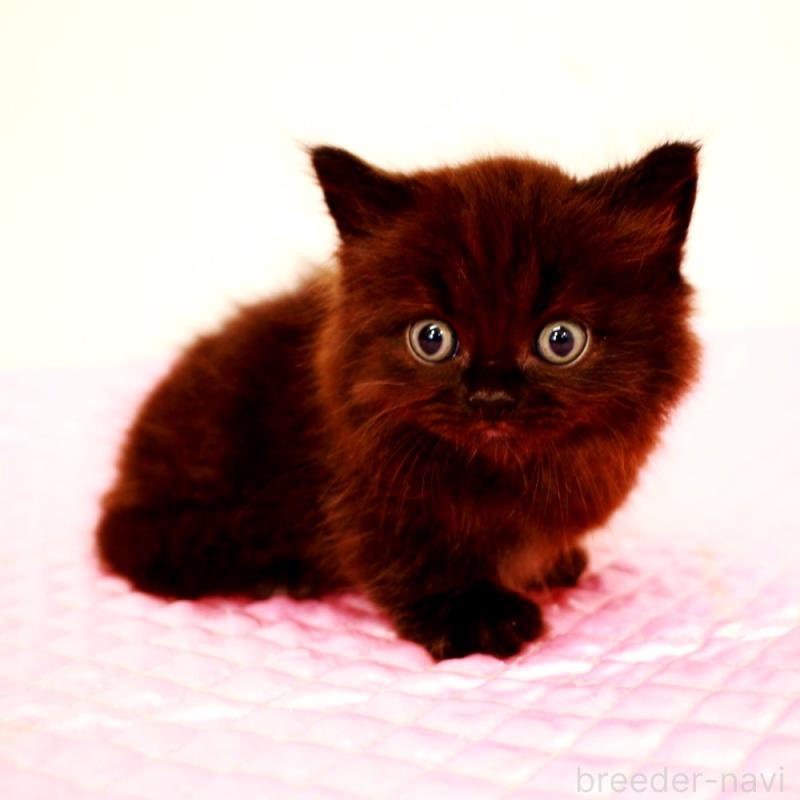 販売中の福岡県のミヌエット(短足)-127962の4枚目