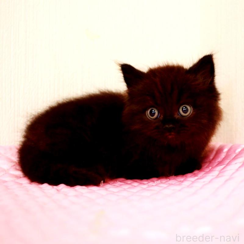 販売中の福岡県のミヌエット(短足)-127962の3枚目