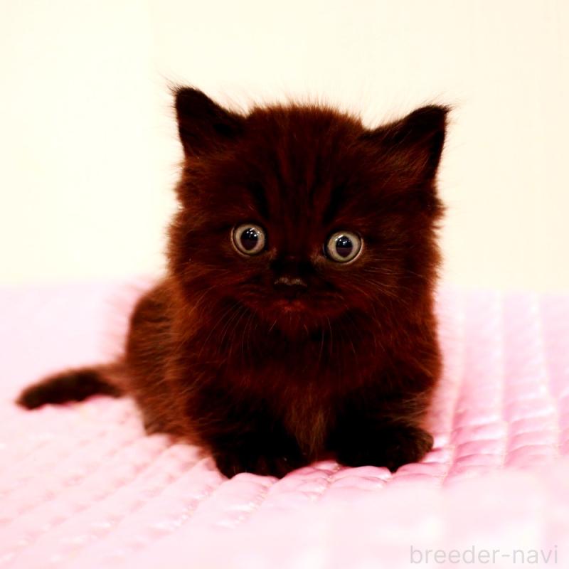 販売中の福岡県のミヌエット(短足)-127962の2枚目