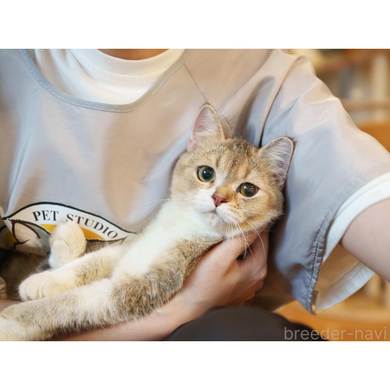 販売中の大阪府のブリティッシュショートヘア-128563の3枚目