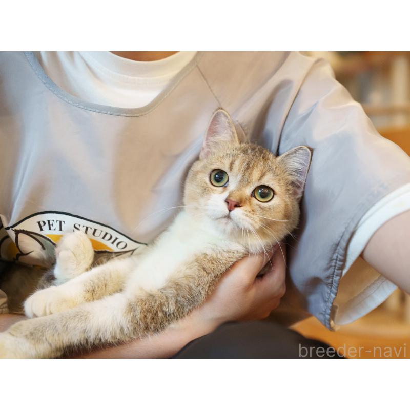 販売中の大阪府のブリティッシュショートヘア-128563の2枚目
