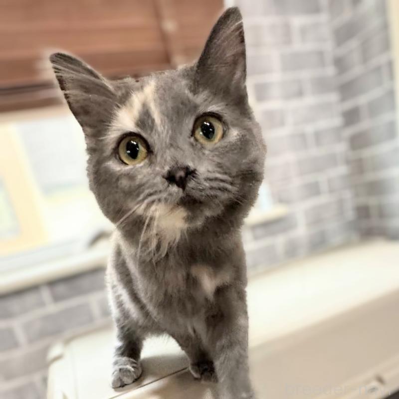 成約済の埼玉県のサイベリアン-117103の2枚目