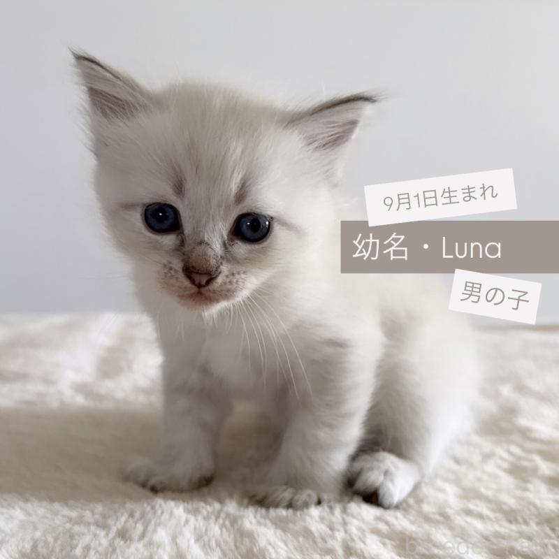 販売中の茨城県のサイベリアン-128559の1枚目
