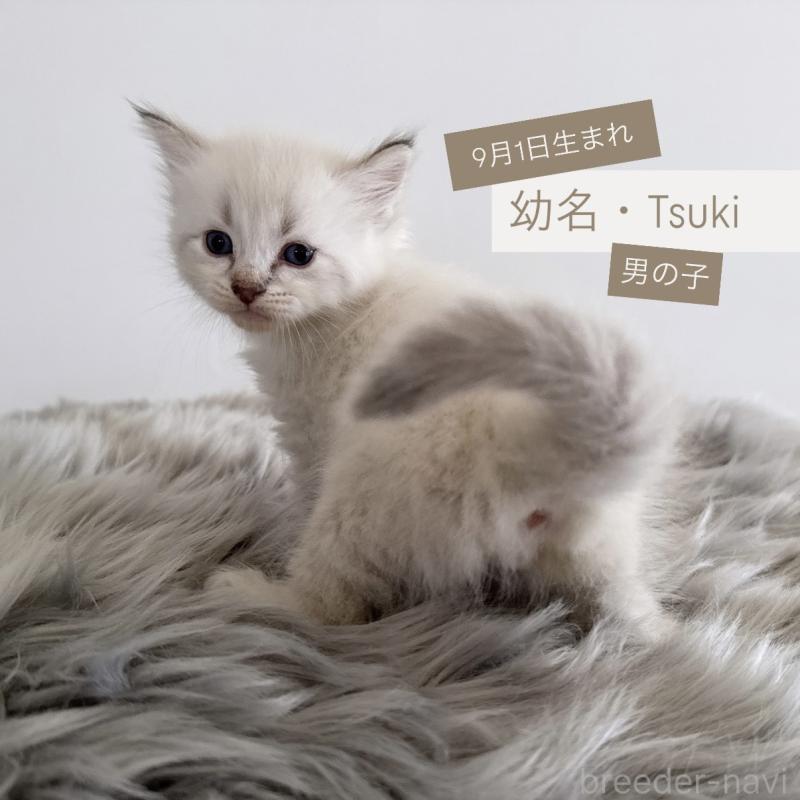販売中の茨城県のサイベリアン-128560