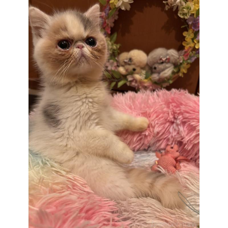 販売中の京都府のエキゾチックショートヘア-128562の7枚目