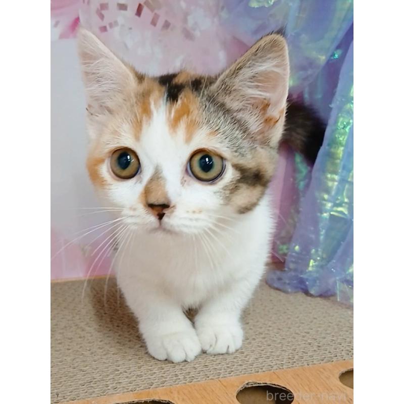 販売中の千葉県のマンチカン(短足)-128571の9枚目