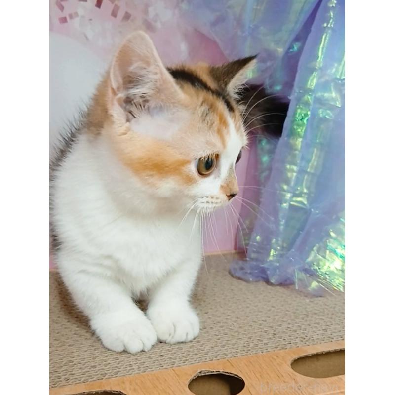 販売中の千葉県のマンチカン(短足)-128571の6枚目