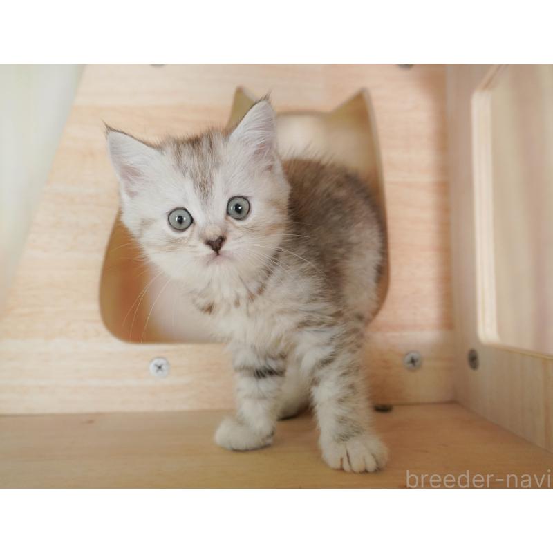 販売中の茨城県のミヌエット-128579の10枚目