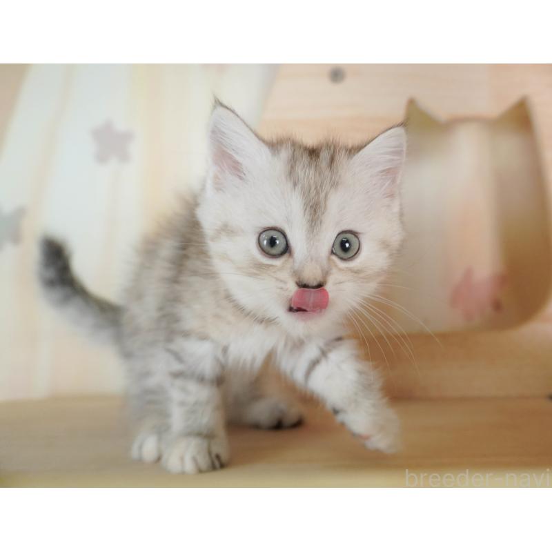 販売中の茨城県のミヌエット-128579の9枚目