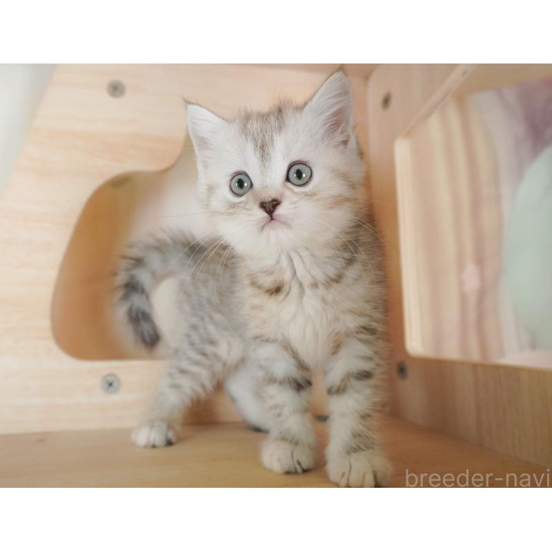 販売中の茨城県のミヌエット-128579の8枚目