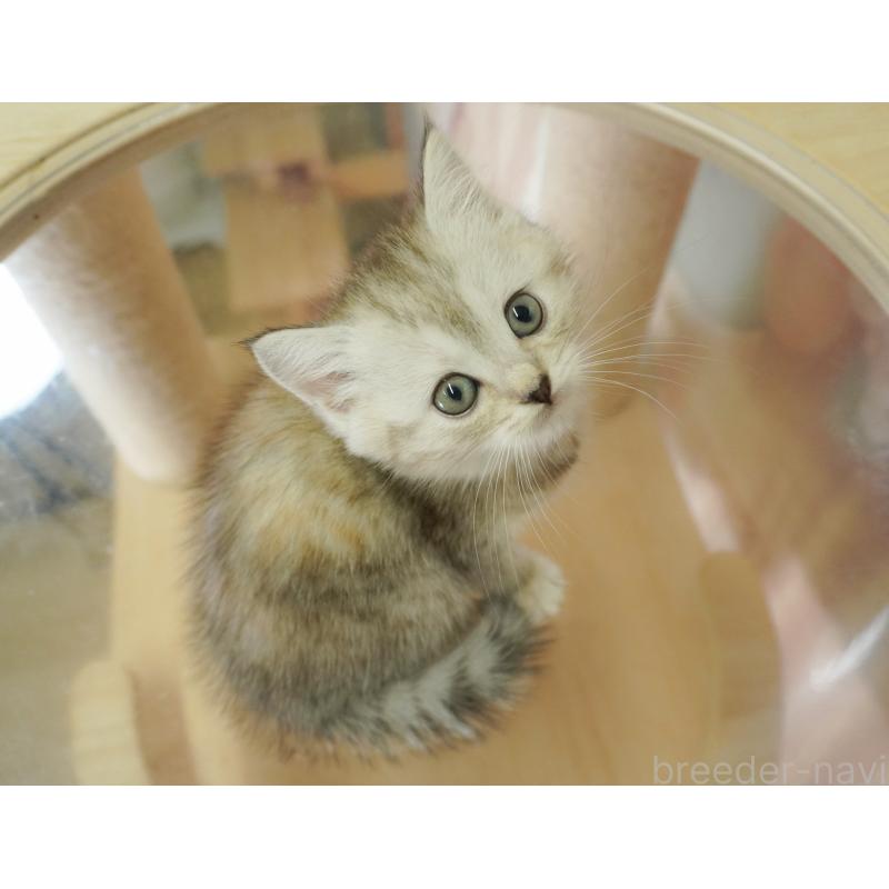 販売中の茨城県のミヌエット-128579の7枚目