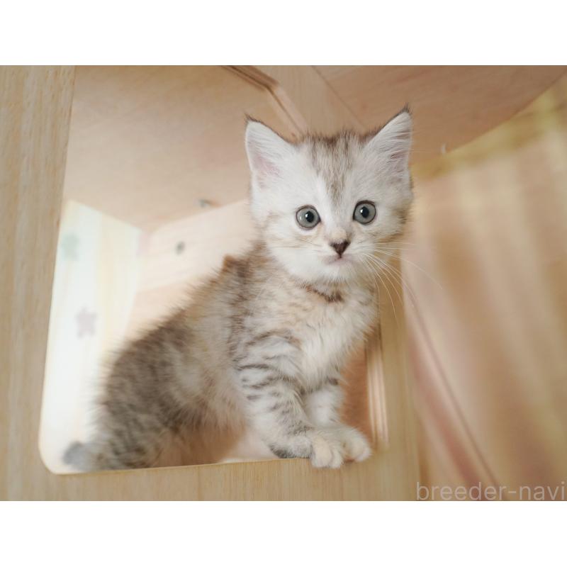 販売中の茨城県のミヌエット-128579の6枚目