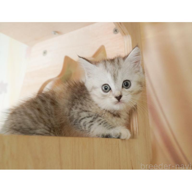 販売中の茨城県のミヌエット-128579の5枚目