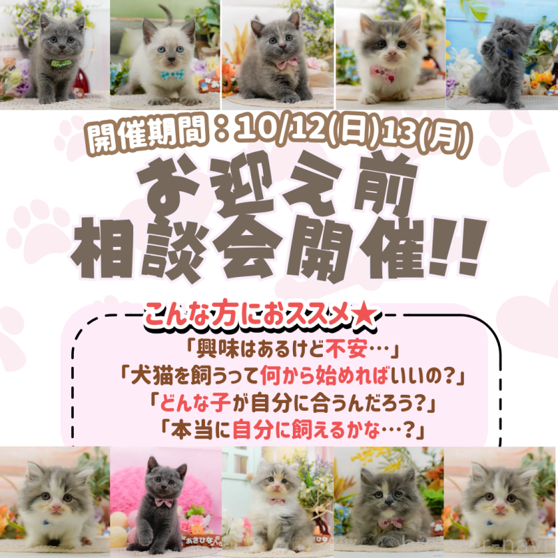 販売中の神奈川県のラガマフィン-128589の12枚目