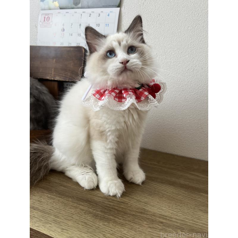 販売中の埼玉県のラグドール-118579の3枚目