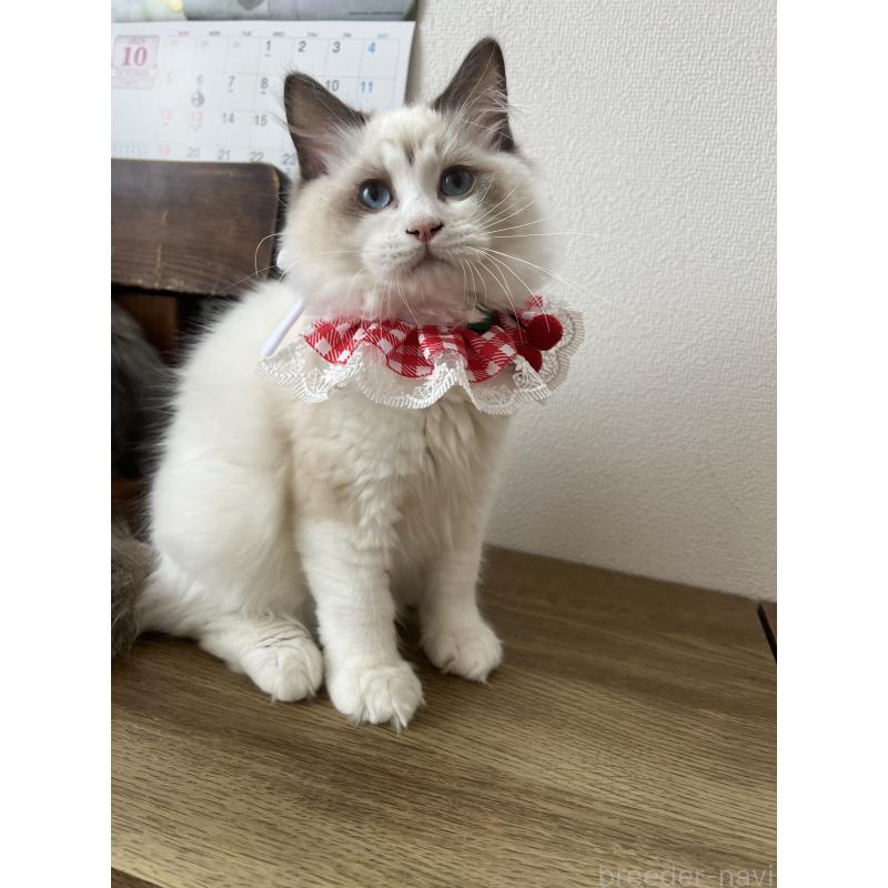 販売中の埼玉県のラグドール-118579の2枚目