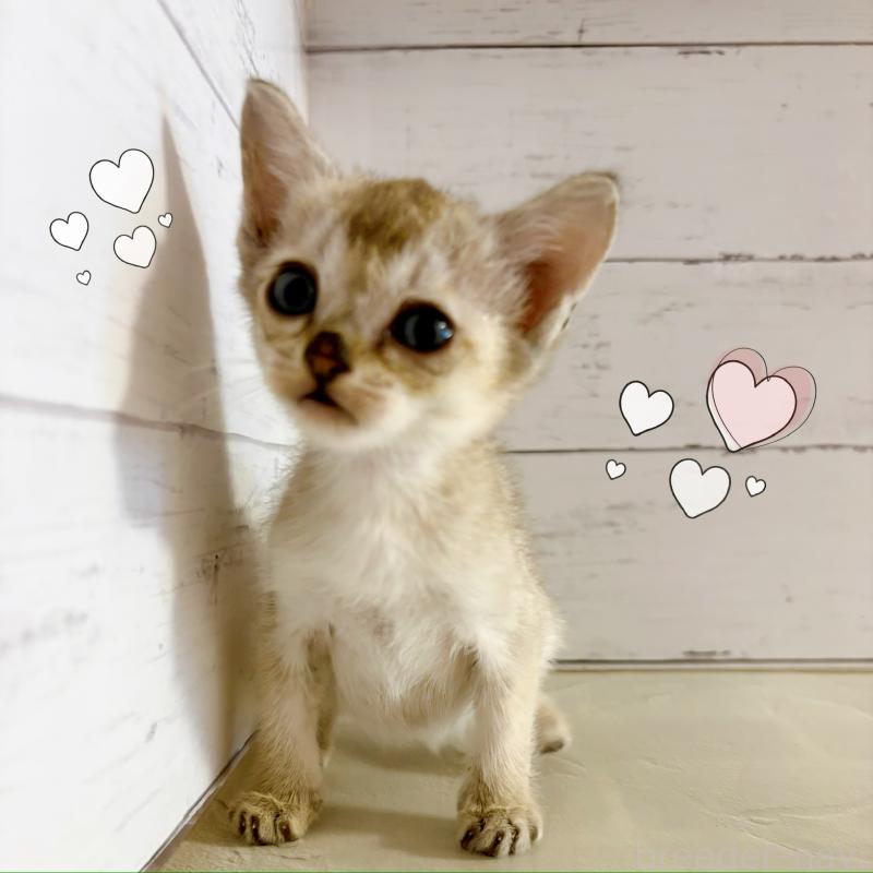 成約済の東京都のシンガプーラ-128627の1枚目