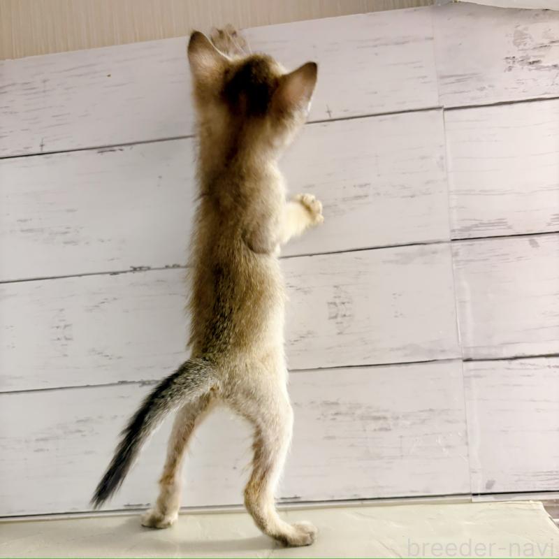 成約済の東京都のシンガプーラ-128627の7枚目