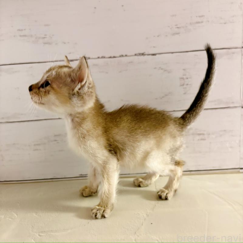 成約済の東京都のシンガプーラ-128627の6枚目