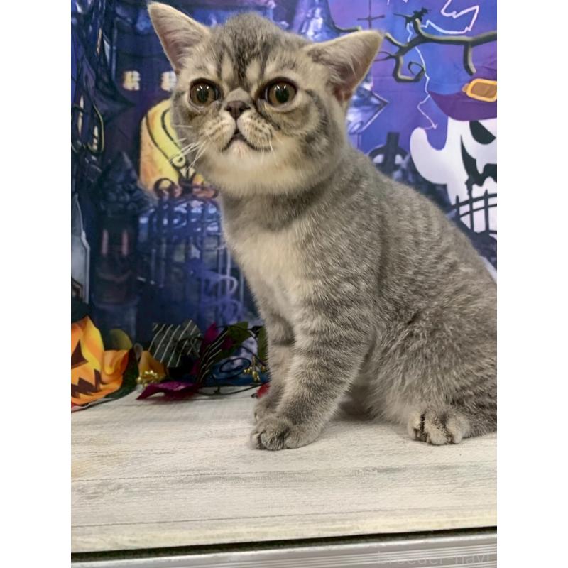 販売中の大阪府のミヌエット-127257の3枚目