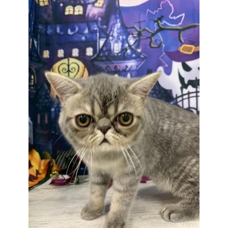 販売中の大阪府のミヌエット-127257の2枚目