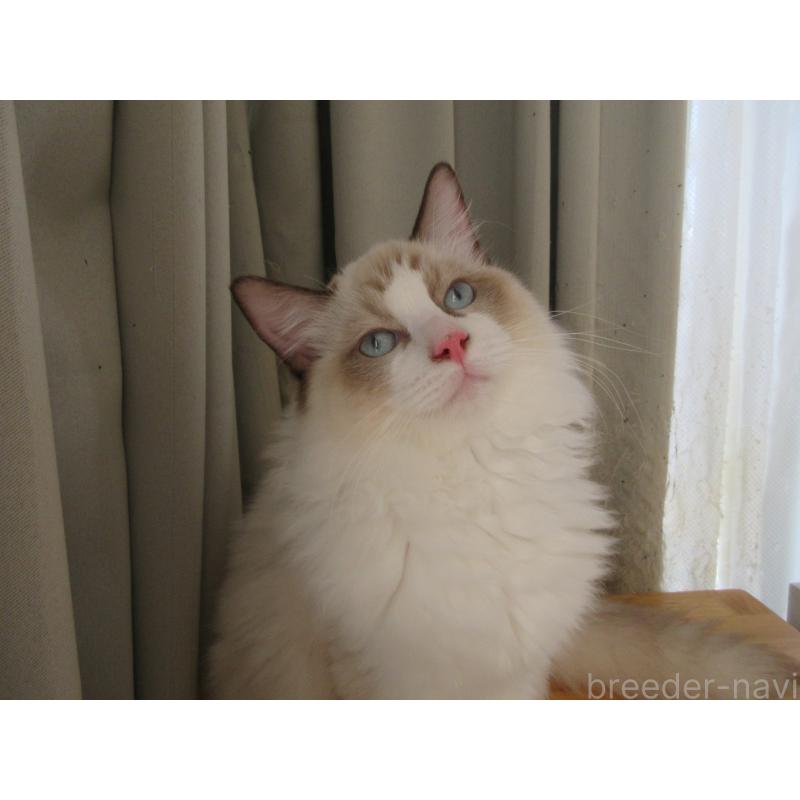 販売中の大分県のラグドール-121230の9枚目