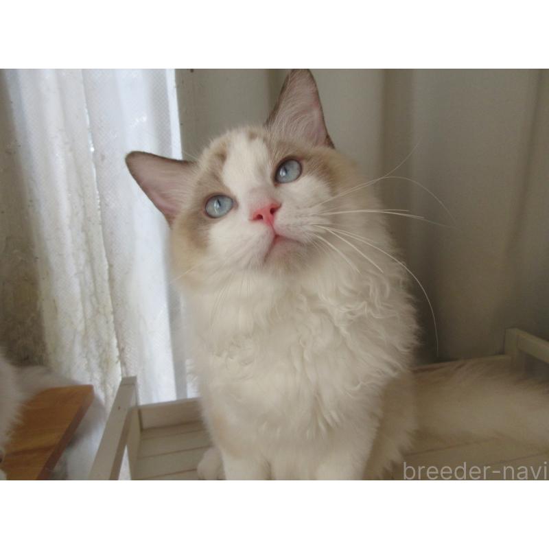 販売中の大分県のラグドール-121137の8枚目