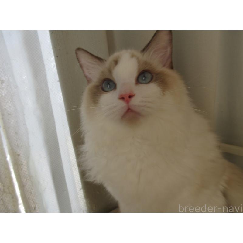 販売中の大分県のラグドール-121137の5枚目