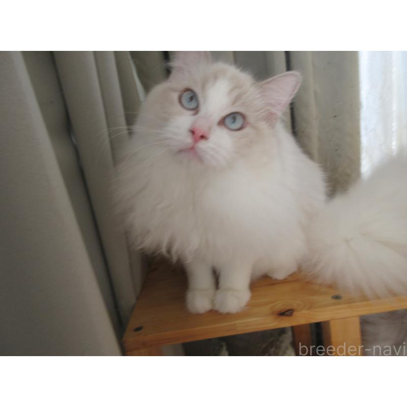 販売中の大分県のラグドール-112407の4枚目