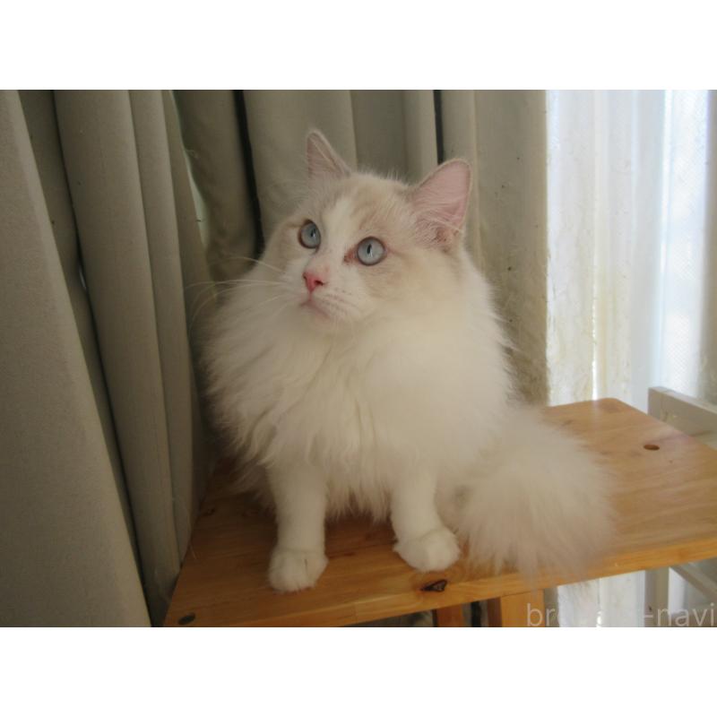 販売中の大分県のラグドール-112407の3枚目