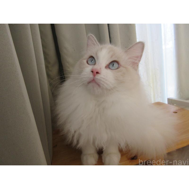 販売中の大分県のラグドール-112407の2枚目