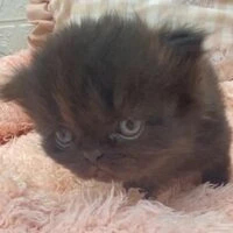 販売中の埼玉県のフォールデックス-128634の13枚目