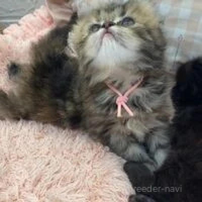 販売中の埼玉県のフォールデックス-128636の6枚目