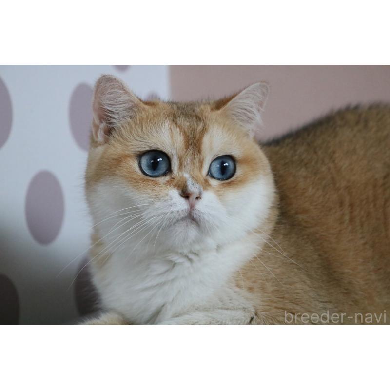 販売中の愛知県のスコティッシュストレート-128407の5枚目