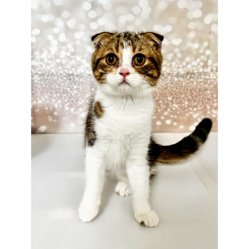 販売中の埼玉県のスコティッシュフォールド(折れ耳)-123493の2枚目