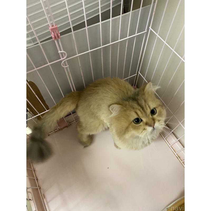 販売中の福岡県のペルシャ(チンチラ)-128645の3枚目