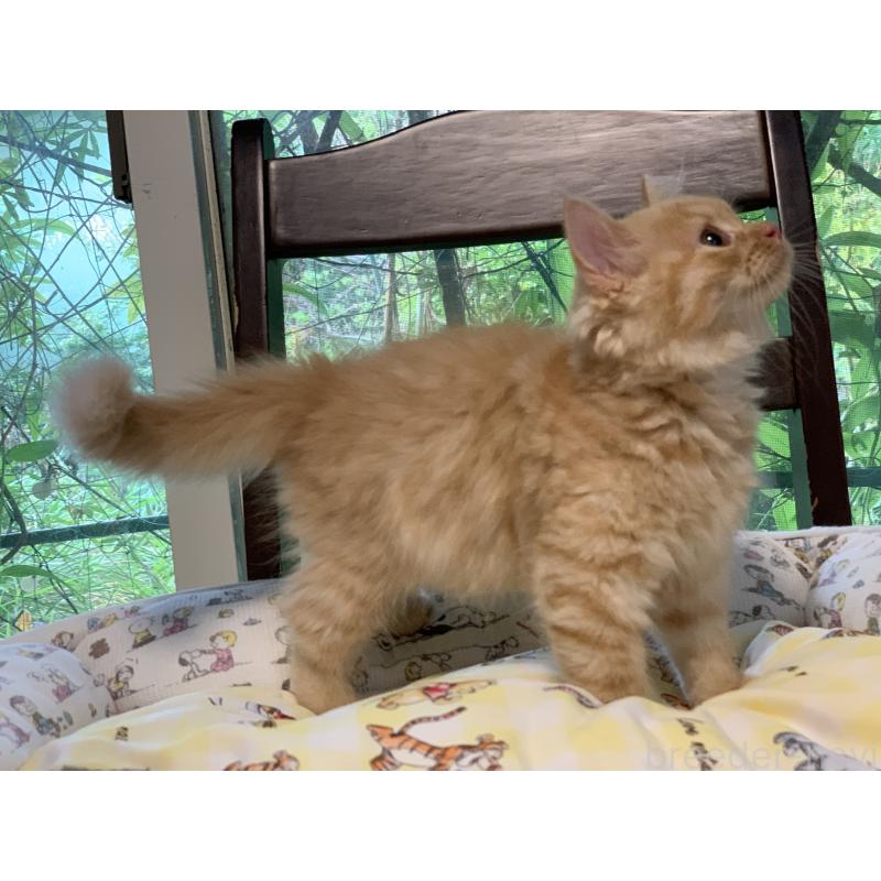 販売中の千葉県のミヌエット-127851の12枚目