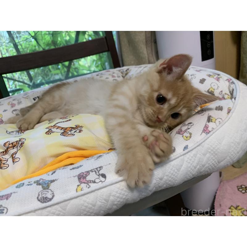 販売中の千葉県のミヌエット-127913の14枚目