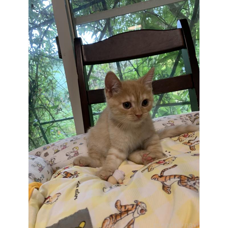 販売中の千葉県のミヌエット-127913の13枚目