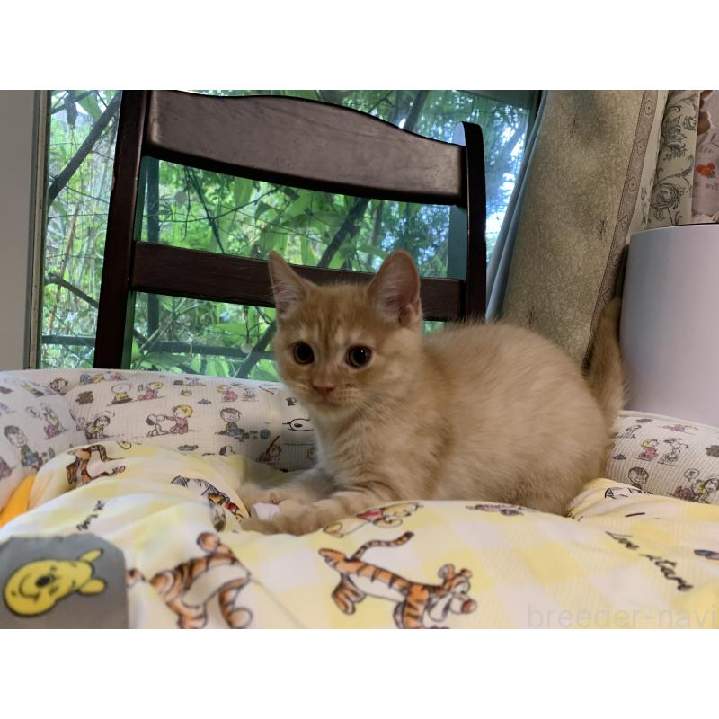 販売中の千葉県のミヌエット-127913の12枚目