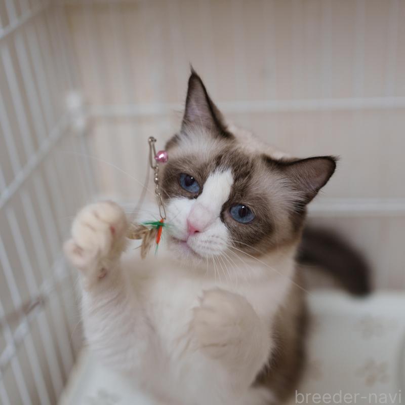 チョコちゃん1枚目