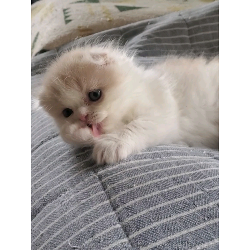 商談中の愛知県のスコティッシュフォールド(折れ耳)-128266の8枚目